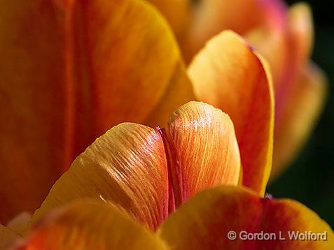 Tulip Tops_DSCF02120.jpg - Photographed at the 2013 Canadian Tulip Festival in Ottawa, Ontario, Canada.